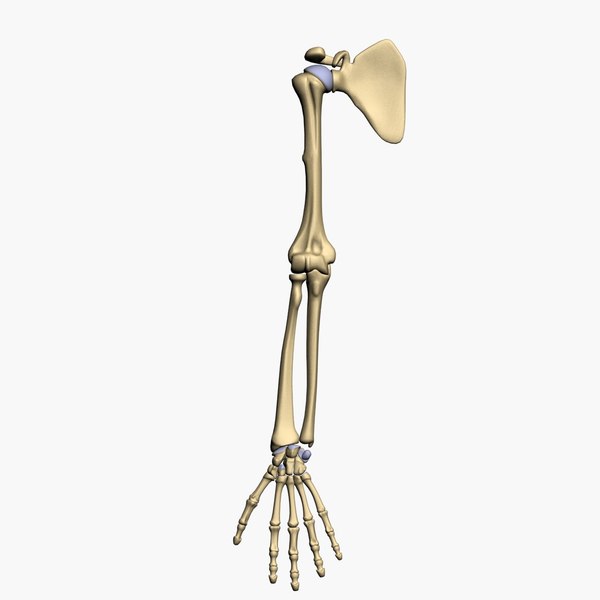 Human Arm Bone Anatomy / HUMAN BODY SKELETON Anatomy bones, Arm